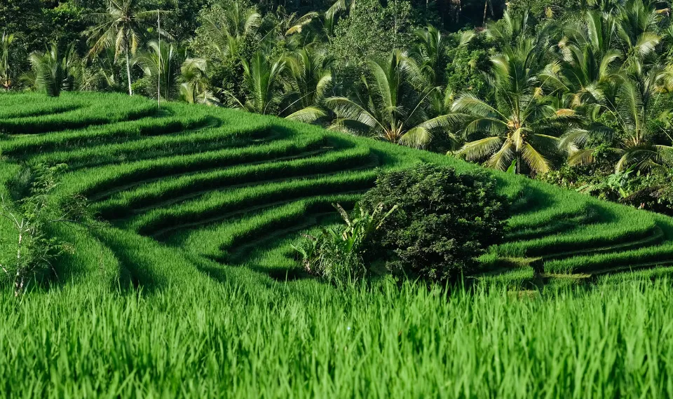 apa yang dimaksud dengan kearifan lokal